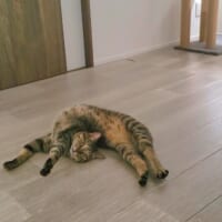 まるで騙し絵？猫のやわらかボディに飼い主もびっくり