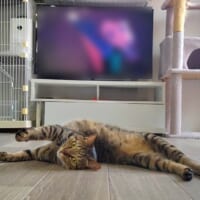 おこめくんのこのポーズは日常茶飯事