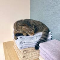 「寝心地最高ニャ」洗いたてのふかふかタオルが猫ちゃんの特等席に