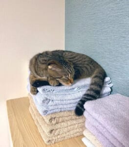 「寝心地最高ニャ」洗いたてのふかふかタオルが猫ちゃんの特等席に
