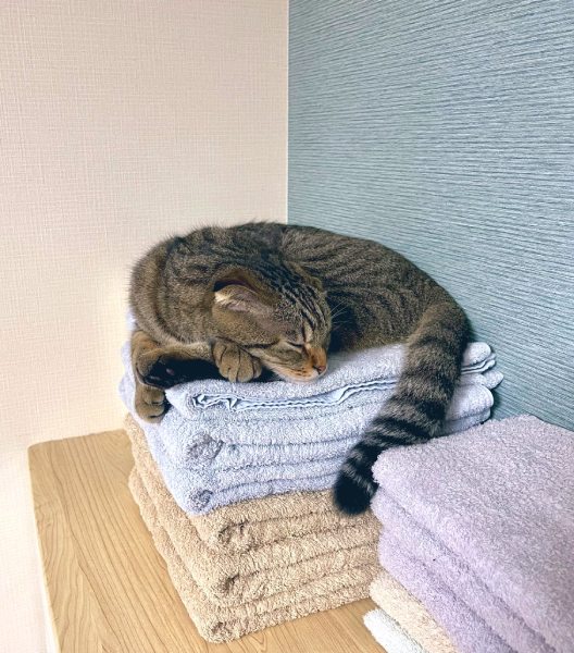 「寝心地最高ニャ」洗いたてのふかふかタオルが猫ちゃんの特等席に