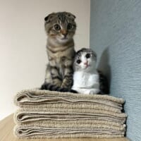 ポテくんとサラちゃん
