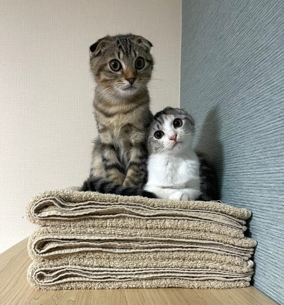ポテくんとサラちゃん