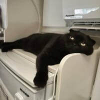 特等席でくつろぐぷりもちゃん