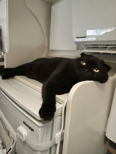特等席でくつろぐぷりもちゃん