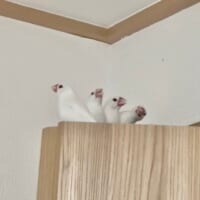 「なんかやってる」4羽の文鳥　まるで連続写真？