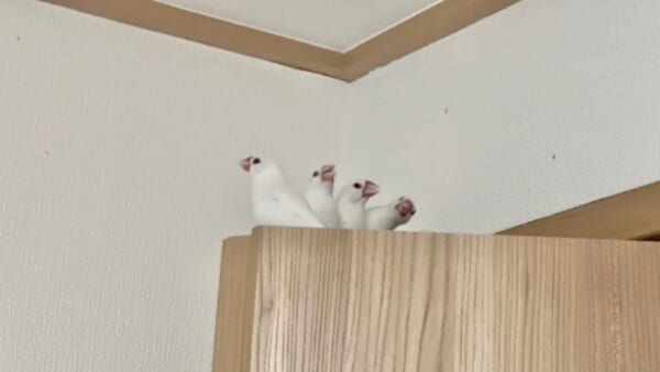 「なんかやってる」4羽の文鳥　まるで連続写真？