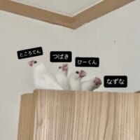 ところてんくん、つばきちゃん、ひーくん、なずなくん