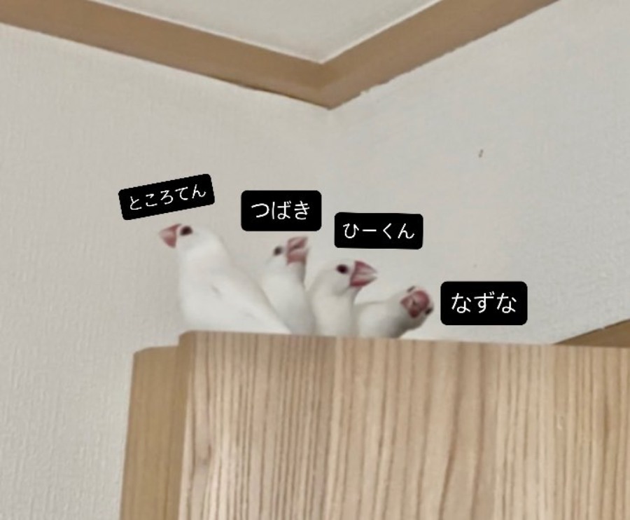 ところてんくん、つばきちゃん、ひーくん、なずなくん