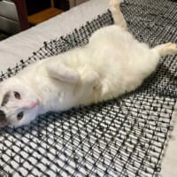 「猫避けとは……」とげ状のマットを堂々とベッドにする猫ちゃん