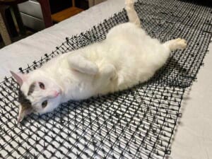 「猫避けとは……」とげ状のマットを堂々とベッドにする猫ちゃん
