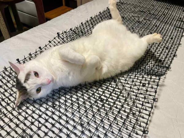 「猫避けとは……」とげ状のマットを堂々とベッドにする猫ちゃん