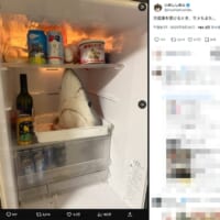 骨格標本になる予定のサメ