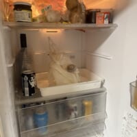骨になったサメ