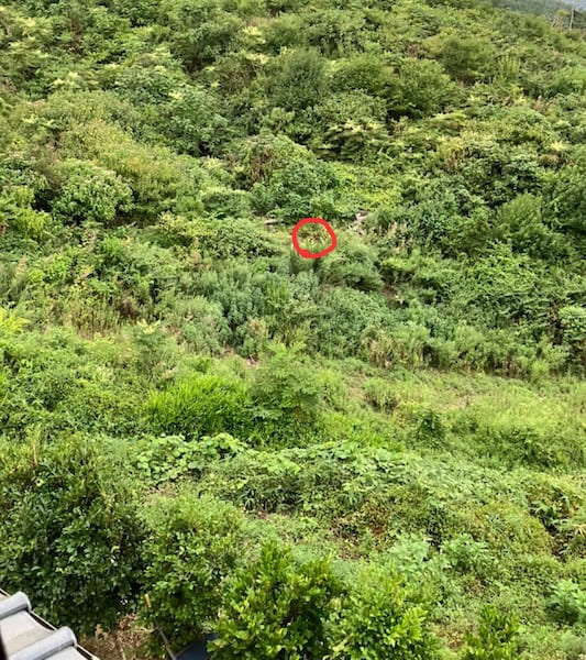 鹿のお尻