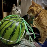 スイカでなんだか揉めてるっぽい？猫たちの睨み合いに大喜利も勃発