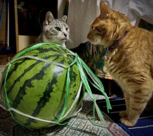 スイカでなんだか揉めてるっぽい？猫たちの睨み合いに大喜利も勃発