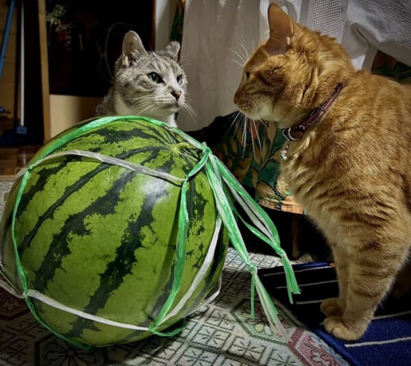 スイカでなんだか揉めてるっぽい？猫たちの睨み合いに大喜利も勃発