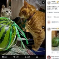 どんなセリフを当ててもしっくり来る