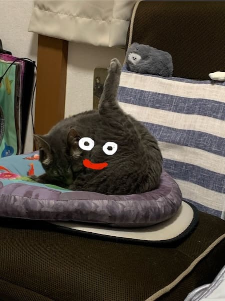 スライムかと思ったら猫だった　擬態の完成度が高すぎる