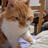 鋭い目つきで布団を揉む猫 「プロおふとん揉み師」現る