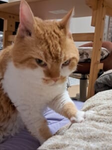 鋭い目つきで布団を揉む猫　「プロおふとん揉み師」現る