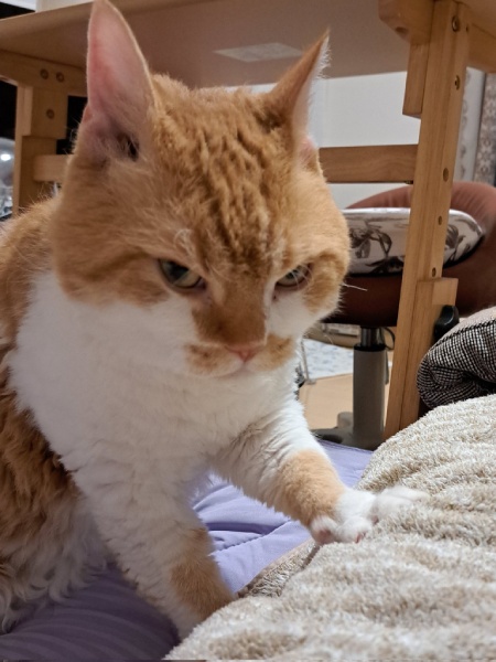 鋭い目つきで布団を揉む猫　「プロおふとん揉み師」現る
