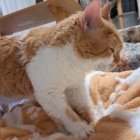まさしくプロおふとん揉み師