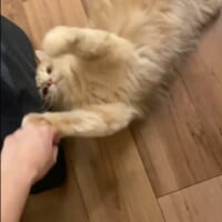 飼い主さんのバッグを取らせまいとするつきみくん