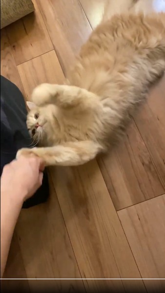 飼い主さんのバッグを取らせまいとするつきみくん