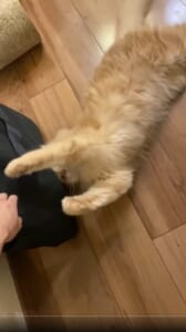 会社には行かせにゃい！全力のかわいさで飼い主の手をブロックする猫