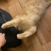 会社には行かせにゃい！全力のかわいさで飼い主の手をブロックする猫