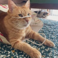 顔に紐がひっかかってもご機嫌　紙袋で遊ぶ猫の渾身のドヤ顔にクスッ