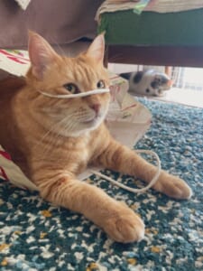 顔に紐がひっかかってもご機嫌　紙袋で遊ぶ猫の渾身のドヤ顔にクスッ