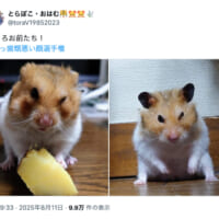 可愛いだけじゃない　ハムスターたちの“悪い顔”が話題に