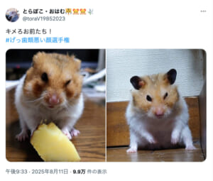 可愛いだけじゃない　ハムスターたちの“悪い顔”が話題に