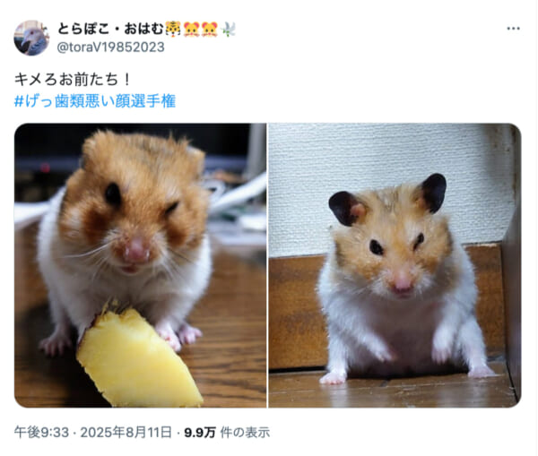 可愛いだけじゃない　ハムスターたちの“悪い顔”が話題に