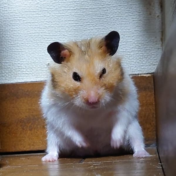 おはむくん