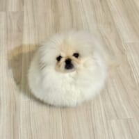 普段のこまちよちゃん