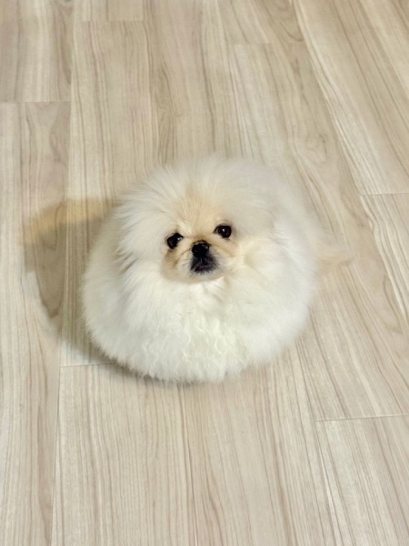 普段のこまちよちゃん