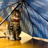 室内干しの傘の下にすかさず入る猫　「猫あるある」に共感者続々