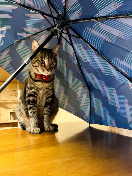 室内干しの傘の下にすかさず入る猫　「猫あるある」に共感者続々