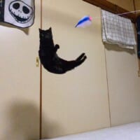 ジャンプした黒猫が「し」に！？ 　奇跡の一枚にSNS爆笑