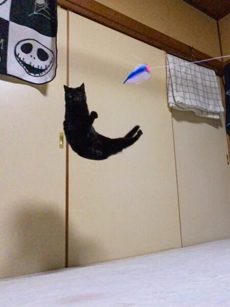 ジャンプした黒猫が「し」に！？ 　奇跡の一枚にSNS爆笑