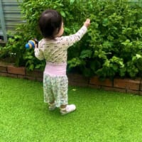 1歳児の厳しいチェックを受ける作物