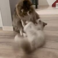 「猫の背負い投げ」が炸裂　 兄弟猫の攻防に爆笑