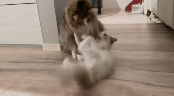 「猫の背負い投げ」が炸裂　 兄弟猫の攻防に爆笑