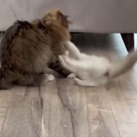 はんぺんくんを投げるどんぐりくん