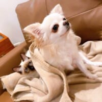 普段から微妙な距離感の2匹