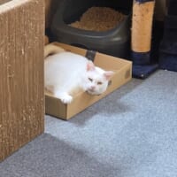 睨んでいるようで実は甘え顔　険しい表情で愛情表現する猫が話題